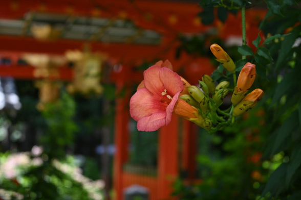 稲荷社を背景にノウゼンカズラ。花にもつぼみにも多数の小さなアリがたかっている。/ 2026.07.08 大将軍神社・東三條社から