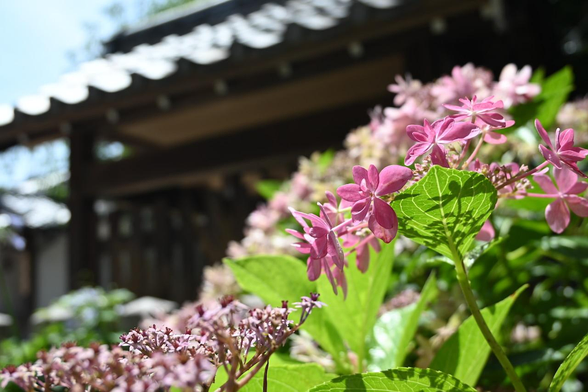 社務所を背景にマゼンタ色のガクアジサイ。/ 2026.07.08 大将軍神社・東三條社から