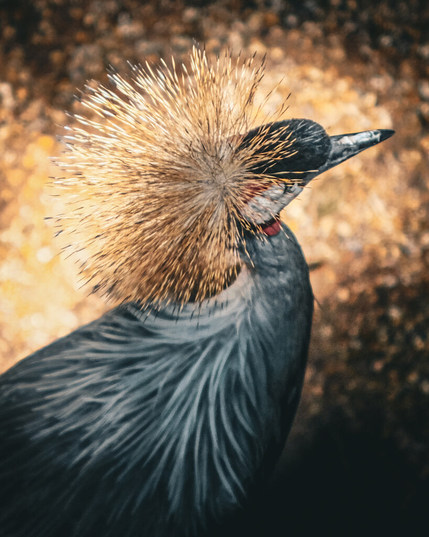 A Black-crowned crane looks to the right, showing off its excellent crown of feathers which are tan and khaki colored, while the bird is a dark grey with light grey streaks.