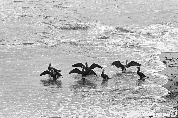 A group of black and white birds, possibly cormorants, stands in shallow water, with some spreading their wings, while gentle waves lap at the shore in the background. The scene captures a peaceful coastal moment.