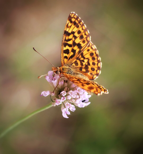 A fritillary butterfly with vibrant orange wings adorned with intricate black spots, stripes, and eye-like patterns feeds on a delicate scabiosa triandra flower. The butterfly's wings display a rich tapestry of dark markings against the warm orange background, with fine details visible on the wing edges and veins. The flower features clusters of pale pink to lavender petals forming a rounded, pincushion-like bloom with visible stamens at its centre. The scene is captured with a softly blurred green and brown background, highlighting the butterfly and flower in sharp focus under warm, natural sunlight.