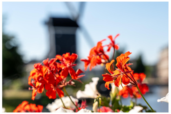 A close-up of vibrant red flowers in the foreground with a blurred backdrop featuring a traditional windmill and greenery against a clear blue sky.