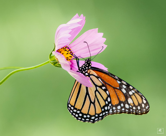 Color photo of a monarch butterfly, with orange wings and black wing veins and body with white spots, hanging onto and feeding from a leaning pink cosmos flower with a yellow center.