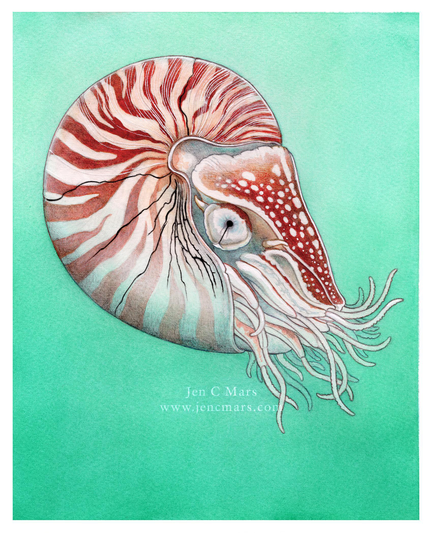 A cleaned up scanned version of the same illustration, showing a nautilus in pale green water