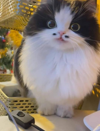 Photo of a cute black and white cat with markings to the right and left of his nose looking like a tiny moustache.