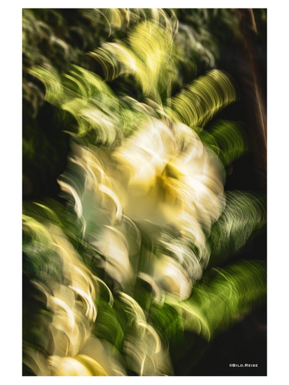 ICM Bild einer hellgelben Stockrose
