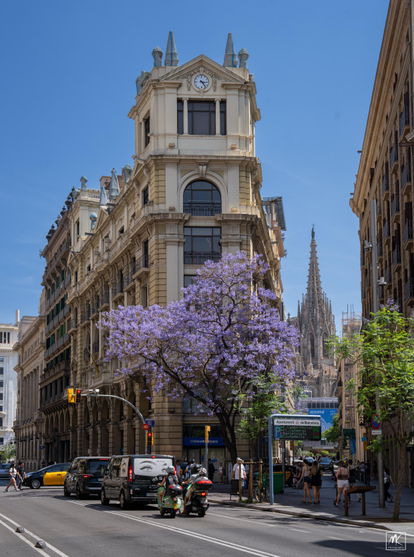 Color photo of a street in Barcelona with a tree covered in purple-blue flowers next to it, in front of the narrow end of a wedge-shaped building. In the background down a side street to the right of the tree is the tall spire of the Barcelona cathedral.