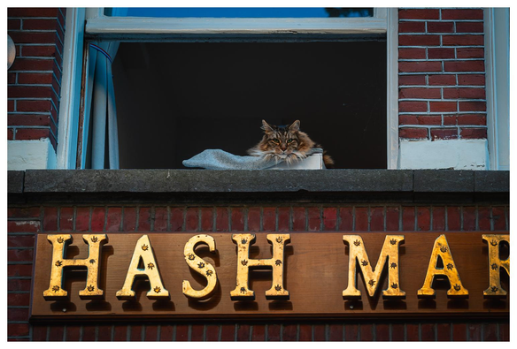 A cat lounges on a windowsill above a sign that reads "HASH MARYUANA MUSEUM," with a brick wall in the background. The cat appears relaxed and is resting its head on a grey object.