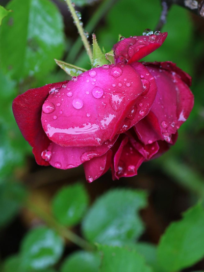 Photograph of a red rose taken from above, showing the flower weighed down by raindrops covering it and falling downwards. Below, its green foliage.

Photographie d'une rose rouge prise sur le dessus, montrant la fleur alourdie par les gouttes de pluie qui la recouvrent et retombant vers le bas. En dessous, son feuillage vert.