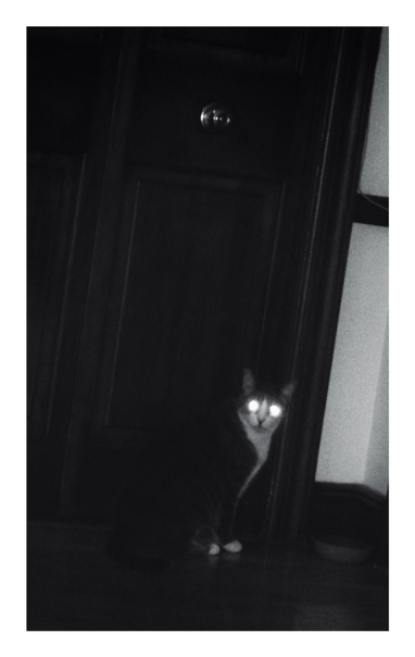 Monochrome photo of my gray and white cat Sachi (dearly missed), sitting in front of his empty food bowl in a darkened room. His head is turned towards the camera and his eyes glow eerily in the shadows.