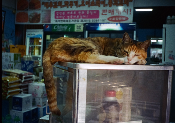 삼색고양이 '복순'이 슈퍼마켓 온장고 위에 늘어져 누워있다. 눈을 가늘게 뜨고 카메라를 바라보고 있다.
