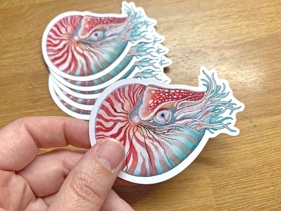 Photo of my hand holding a snazzy nautilus sticker perfectly sized for a water bottle or laptop cover 