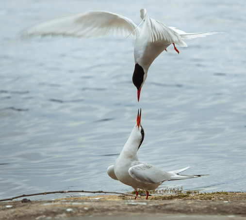 Lapintiira ja kalatiira – Arctic tern and common tern