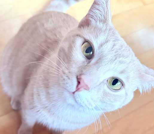 Orange kitten looks directly up at the camera, you know he wants something. Light wood floor in background.
