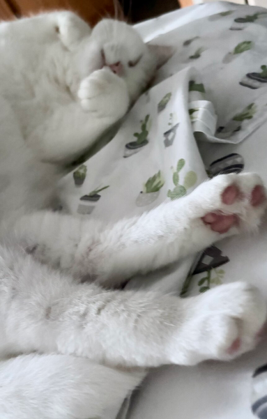 white cat is asleep on cactus print sheets. She is twisted so she is lying on her side but her front paws are folded in and upwards around her upside-down face. Her back legs are closest to the camera and you can see toe beans!