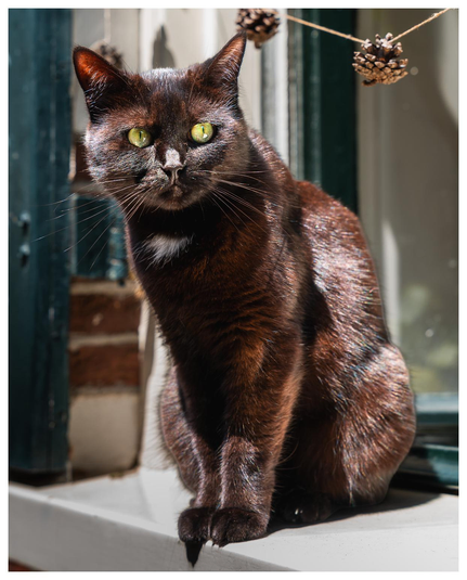 Eine schwarzbraune Katze sitz auf einem Fenstersims und äugt etwas argwöhnisch die Straße hinunter.