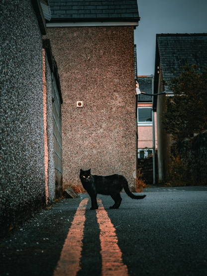 A dark, moody photograph of a black cat with glowing eyes standing in a back alley. The cat looks toward the camera, positioned perfectly over double yellow street markings running along pebble-dashed walls.