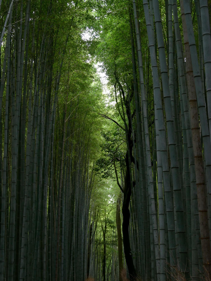 Das Bild zeigt den heiligen Bambuswald von Arashiyama 嵐山 bei Kyoto. Trotz hoher Temperaturen im September und einer Luftfeuchtigkeit von 90% war der Schatten dort angenehm. Der Wald ist eine weltberühmte sog. Klanglandschaft. Das zeigt sich wenn sich die Bambushalme sanft im Wind wiegen.  Japan 2024