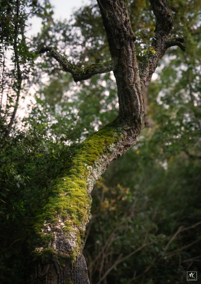 Color photo of a twisted, moss-covered tree in a forest.