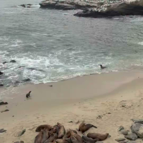 retrouvailles d'une phoquesse et de son petit au bord de la mer, les grandes envolées romantiques
