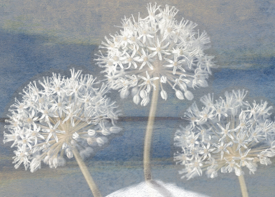 Pine trees line the distant shore of a lake, backlit against a stormy blue-gray sky. In the foreground, on a snowy bank, a solitary stone rests. Upon its face, two closed eyes and a linear pattern of foliage. Atop its gray head, a bit of snow and white, ghost-like blooming flowers from memories past. (partial image)