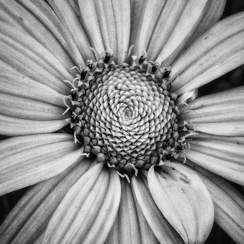 A black and white macro picture of the center of a flower, showing the detail and structure of the plant.