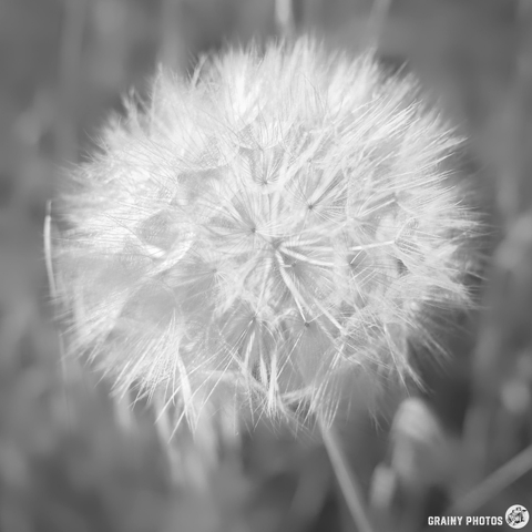 A close-up black and white image of a huge puffball seed head in a natural setting, showcasing its intricate, fuzzy seed structure against a blurred background.