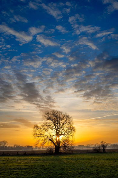 This vertical photograph captures a dramatic and serene landscape at sunset. The central focus is a large, leafless tree standing alone in a flat, green field. The sun is positioned directly behind the tree's trunk, creating a radiant "starburst" effect as the light filters through the dense network of bare branches, turning them into a golden silhouette.

The horizon is low, featuring a thin line of distant trees and a few faint structures obscured by a light ground mist. The sky is a stunning gradient of color, transitioning from deep, fiery oranges and yellows at the horizon to a brilliant gold in the middle, eventually fading into a rich, vibrant blue at the top. A layer of textured, wispy white clouds stretches across the sky, adding depth to the scene. The contrast between the dark foreground of the field and the brilliant light of the setting sun creates a peaceful, cinematic atmosphere.