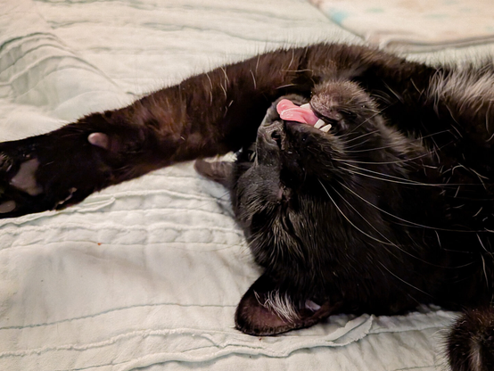 Close-up of a black cat sleeping upside down on his back on a light-colored bedspread. The cat's head faces upward with its pink tongue sticking out. One front leg is fully extended over his head.