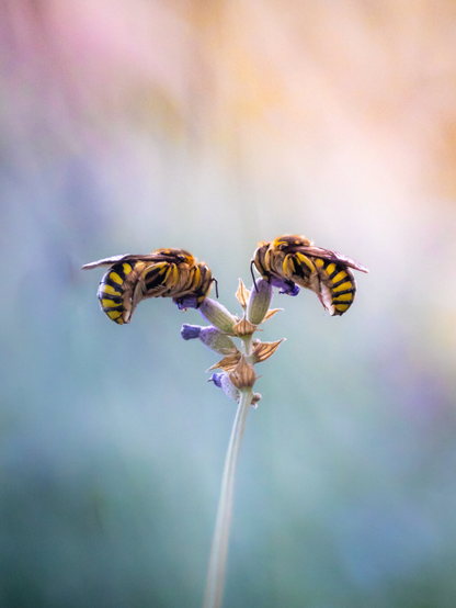 This photo is of two yellow and black striped European Carder bees. They are lying symmetrically on opposite sides of lavender stem/spring.The bees are sleeping and are clinging to the small purple flowers with their heads facing inward toward the centre. The stem comes up from bottom of the frame. The background is a blurred one with pastel blues, pinks, and yellow tones.