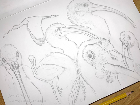 Photo of a sketchbook page featuring pencil drawings of the white ibis - a wading bird with a distinctive long, curved beak - in many poses. The adults have a pink face with white feathers and blue eyes that give them a perpetually startled (and if I'm being honest, somewhat goofy) appearance. I love them.