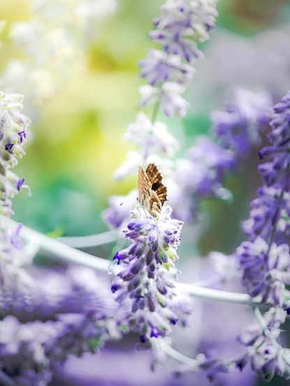 This is a photograph of a small brown and white butterfly (Geranium Bronze) which is resting on a cluster of  purple lavender flowers. The background is blurred with green, yellow, and pastel purple tones (I'm into the dreamy look lately!). The focus is sharp on the butterfly's wings and the blossoms immediately beneath it nearly everything else is out of focus.