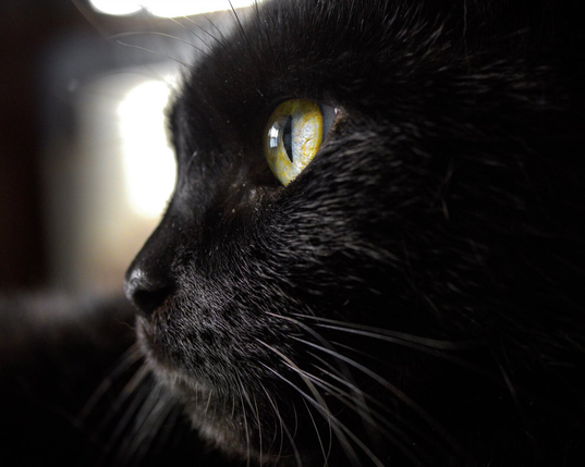 A macro profile photo of a black cat. One vibrant yellow eye is in focus showing detailed textures in the iris. His long white whiskers are visible against the dark background of his sleek black fur.