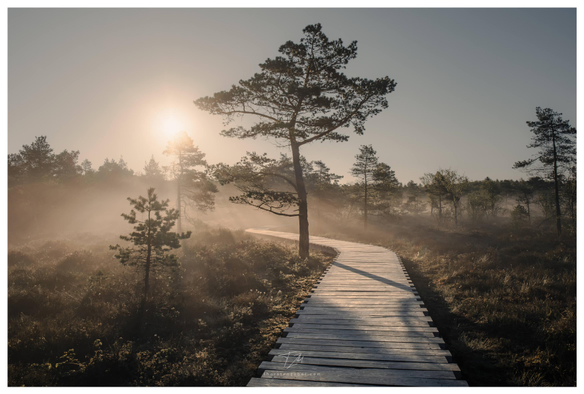 The morning sun rises over a marsh. The sun's rays are clearly visible through the morning fog. A boardwalk winds from the center of the image toward the horizon. A conifer stands at the center of the image.