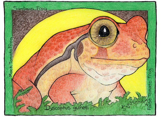 Colored pencil drawing with ink linework of a vivid orange frog with skin mottled like a leaf, and golden eyes.