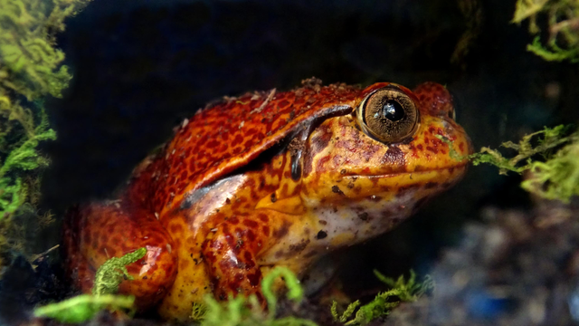 A photo of the same frog, at the entrance to her cave. 