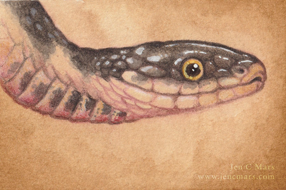 Watercolor and pencil portrait of a Kirtland's snake. It's a small cute snake with a dark grey-ish back and creamy belly tinted with red, and an adorable golden eye. These snakes are small, harmless and endangered as well as very cute