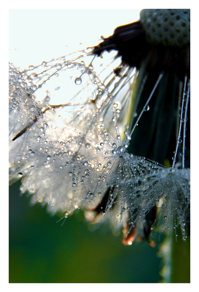 Die kleinen Schirmchen der Pusteblume /Dandelion kurz nach dem Regen. Die Tropfen leuchten im Gegenlicht.
