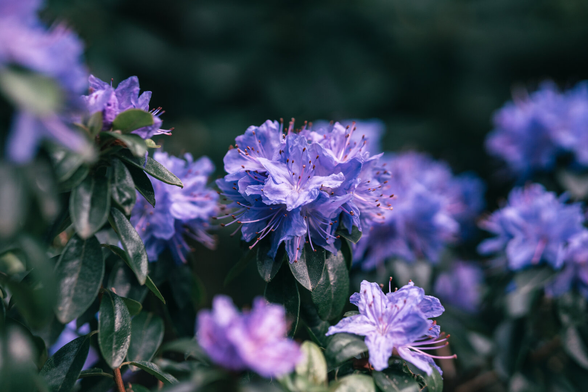 Close-up of clusters of purple-blue rhododendron flowers with delicate ruffled petals and long thin stamens, surrounded by glossy dark green leaves against a shadowy backdrop.