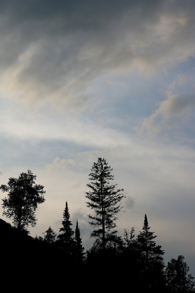 Photograph of several black silhouettes of trees against a grey sky with clouds and some blue. From left to right: a rounded deciduous tree, a shrub, two conical conifer tips, a large, sparsely rounded spruce, a pointed conical conifer, and finally a rounded deciduous tree.

Photographie de quelques silhouettes noires d'arbres devant un ciel gris avec des nuages et un peu de bleu. De gauche à droite, un feuillu arrondi, un arbuste, deux pointes de conifères coniques, une grande épinette clairsemée et arrondie, un conifère conique pointu, et finalement un feuillu arrondi.