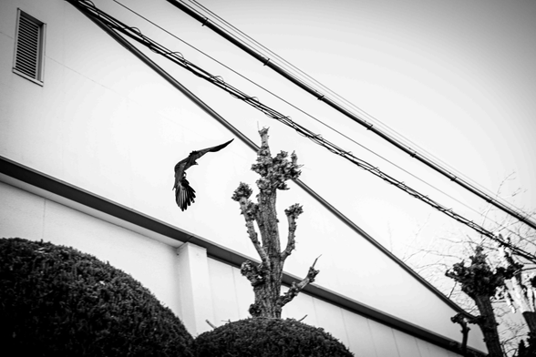 Corb que vola entre arbres i cables.