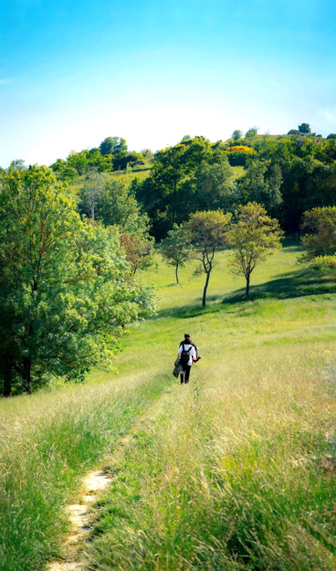 This is a photograph of people -seen from behind, walking away down a narrow dirt path through a sun drenched meadow. On the hill in the background and to the left there are lots of trees. The person closest to us is wearing a white t-shirt and the person right in front of them is wearing a black one. The path winds gently through tall, goldeyn-green grasses. The sky above is a clear and bright blue.