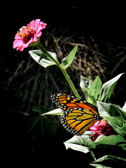 A monarch butterfly is seen close up sitting on a small pink flower. Another flower is seen above also part of the same plant.