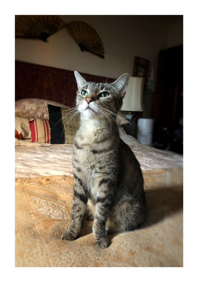 My striped gray tabby Max (dearly missed) sits alert and upright on the corner of a bed that’s covered by a comforter and a throw in neutral colors. He’s paying close attention to something out of frame and behind the camera, likely birds outside the window. Behind him are some pillows piled against a red headboard, a couple of folding hand fans mounted on the wall in their “open” position, and a side table with some blurred items.