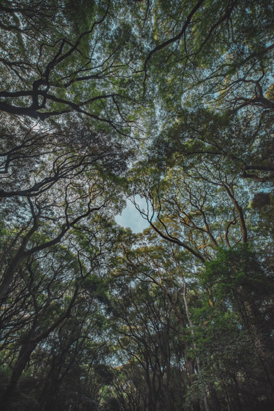 A dome of green and branches high, completely hides the summer sky. The twisting arms of ancient trees, are whispering softly in the breeze, while tiny gaps of pale-lit blue, allow the light to filter through. In sacred shades of deepest jade, this silent world is neatly made.