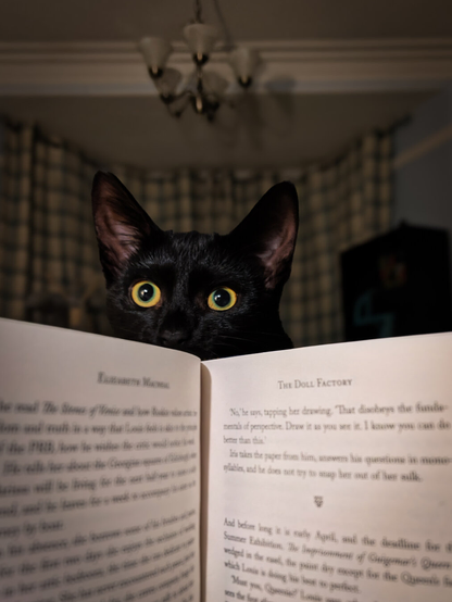 A black cat with wide open bright yellow eyes and alert ears peeks inquisitively over the top of an open book. In the dim blurred background, cream tartan curtains are hanging closed under a dark hanging light fixture.
