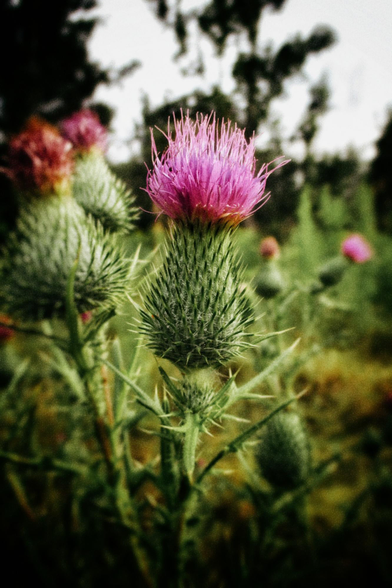 A close up image of many of pink topped thistles growing in a meadow.