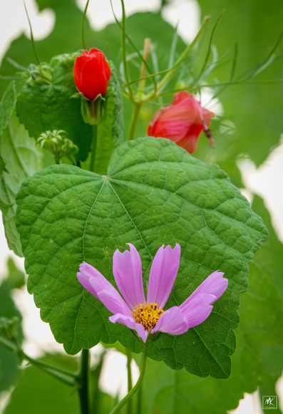 Color photo of a pink cosmos flower up against a broad green leaf of the Turk’s cap plant, with two bright red Turk’s cap flowers above it.