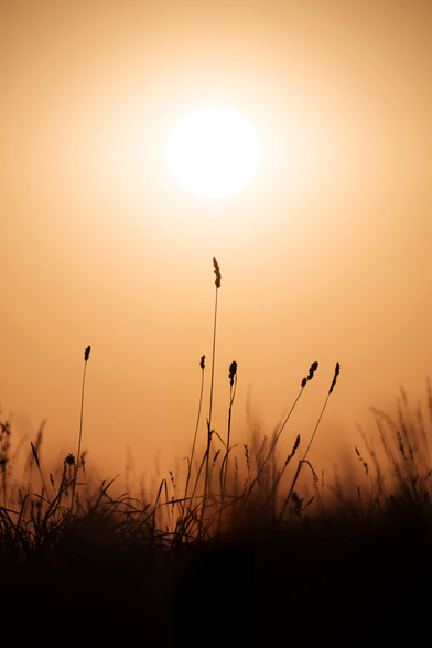 A bright sun dominates a warm orange sky, silhouetting the stalks of tall grasses in the foreground.