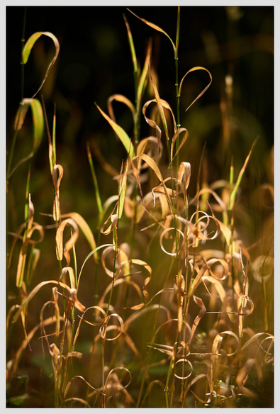 Vertical closeup of tall stems of grass. The plants are green at the top, but the lower parts have dried up with the leaves curling into rings. The scene is backlit by warm, golden sunlight.